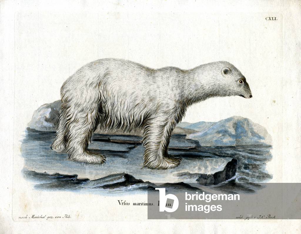 Polar Bear (coloured engraving)