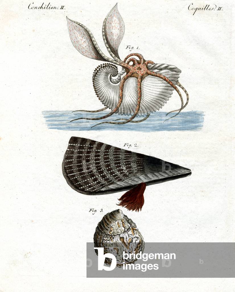 Strange (coloured engraving)