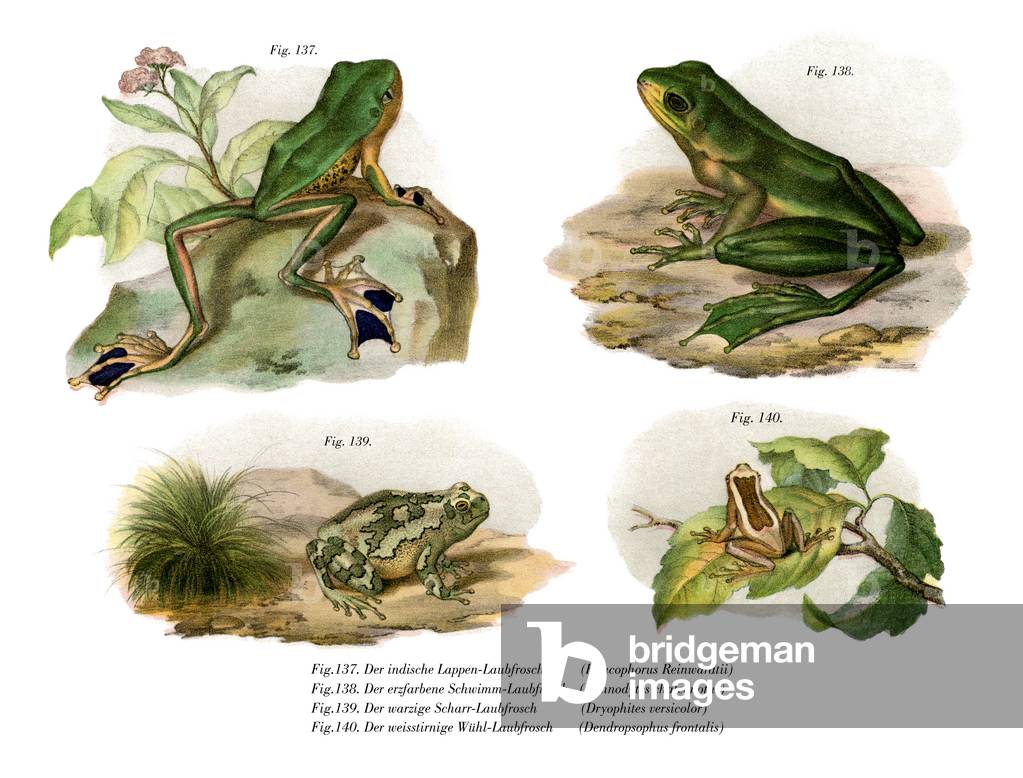 Reinwardt's Flying Frog (colour litho)
