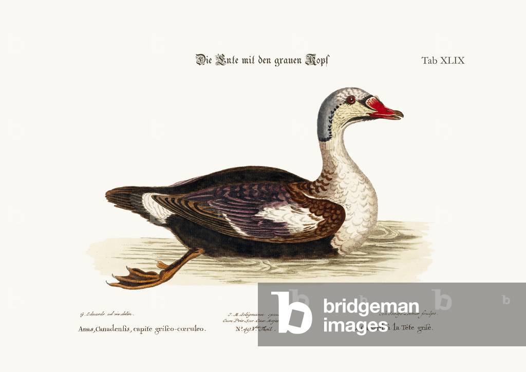 The Grey-Headed Duck, 1749-73 (coloured engraving)