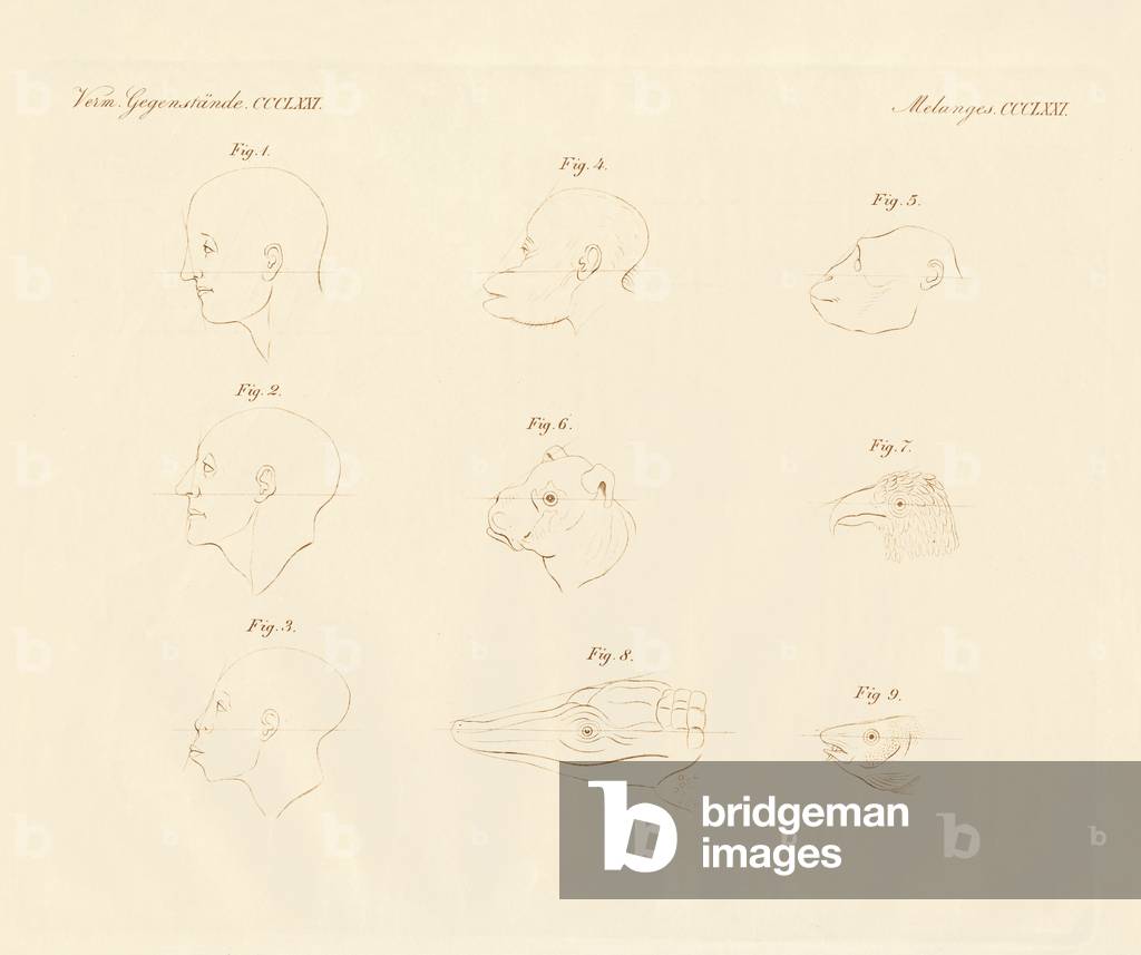 Camper's facial angles (coloured engraving)