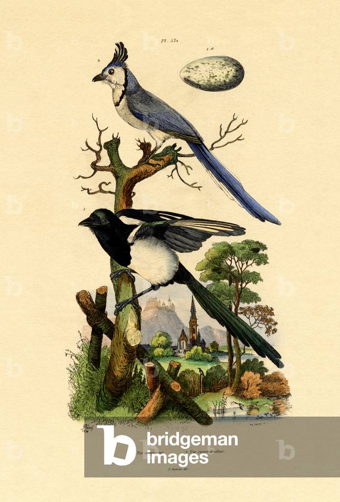 Magpie Jay, 1833-39 (coloured engraving)