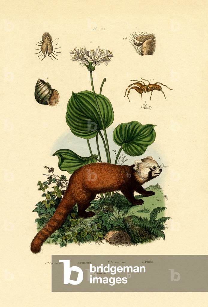 Palp-footed Spider, 1833-39 (coloured engraving)
