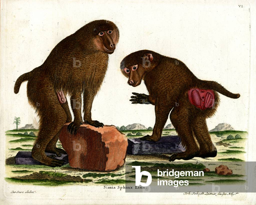 Guinea Baboon (coloured engraving)