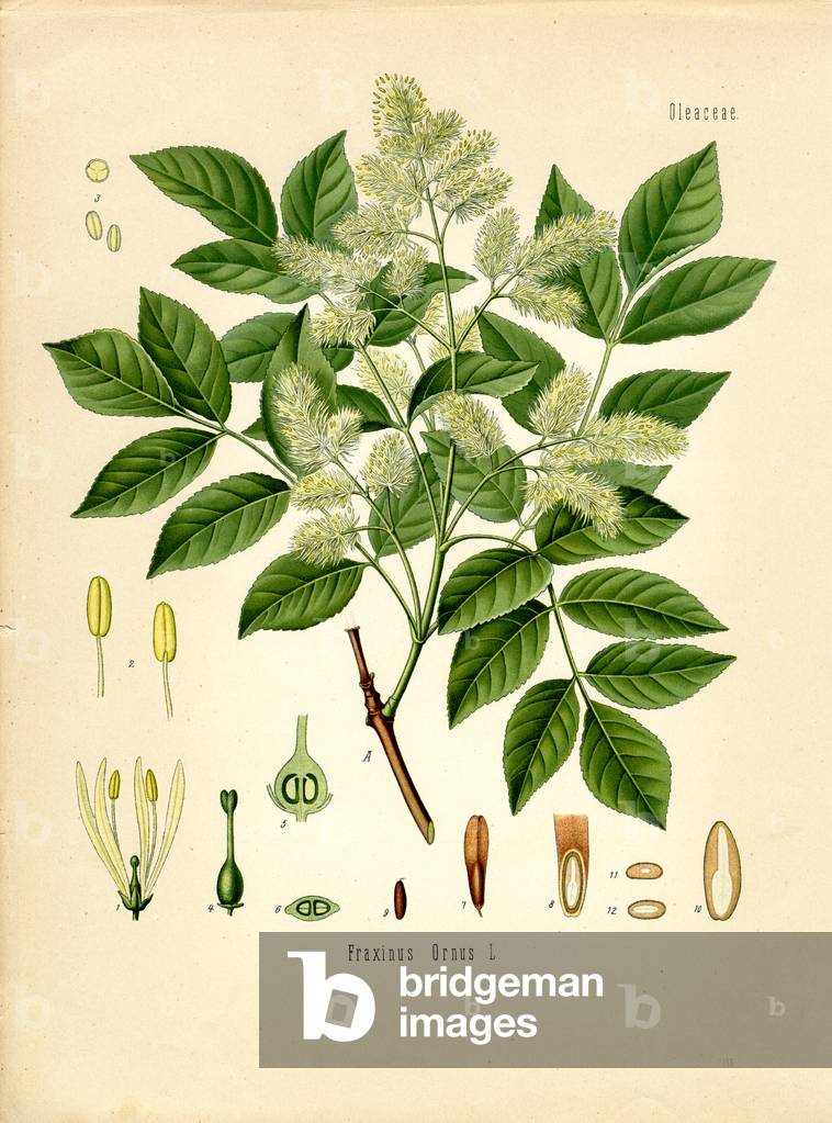 Flowering Ash (colour litho)