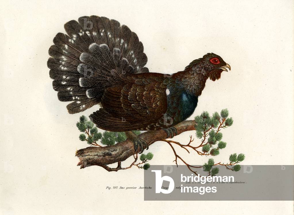 Wood Grouse, 1864 (colour litho)