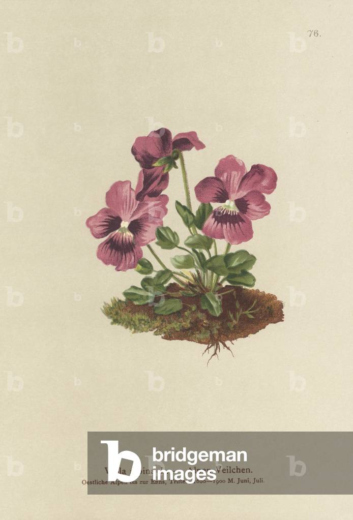 Cyclamen, Alpine Violet (Viola alpina) (colour litho)