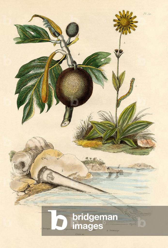 Arnica, 1833-39 (coloured engraving)