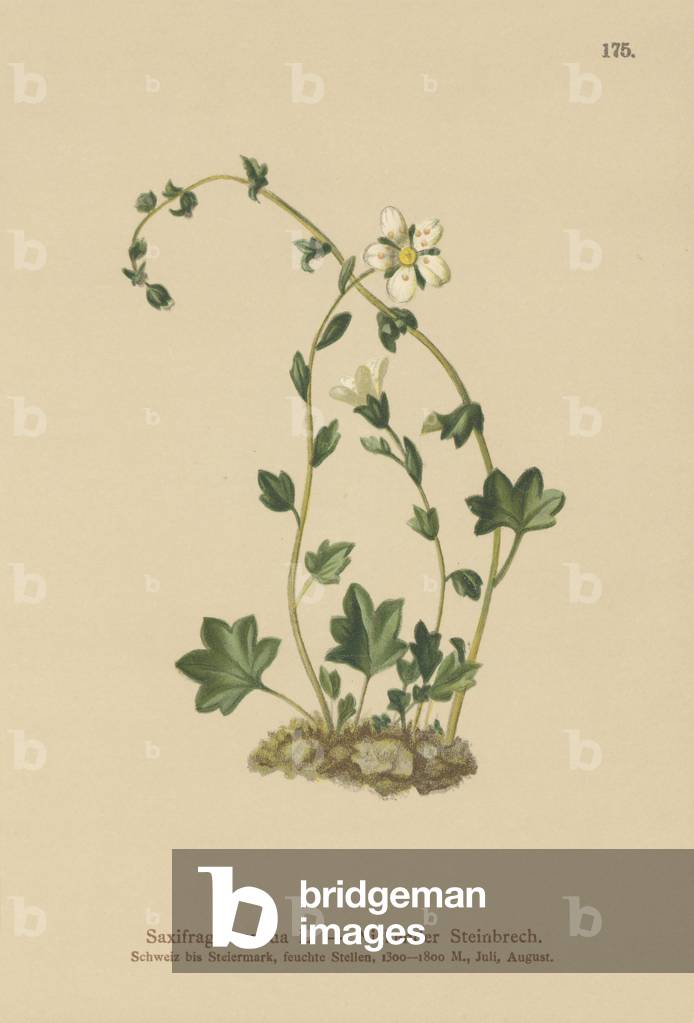 Drooping Saxifrage (Saxifraga cernua) (colour litho)