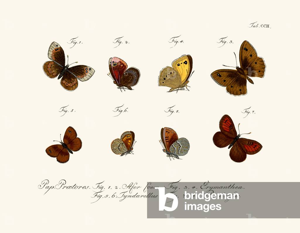 Butterflies, 1783-1806 (coloured engraving)