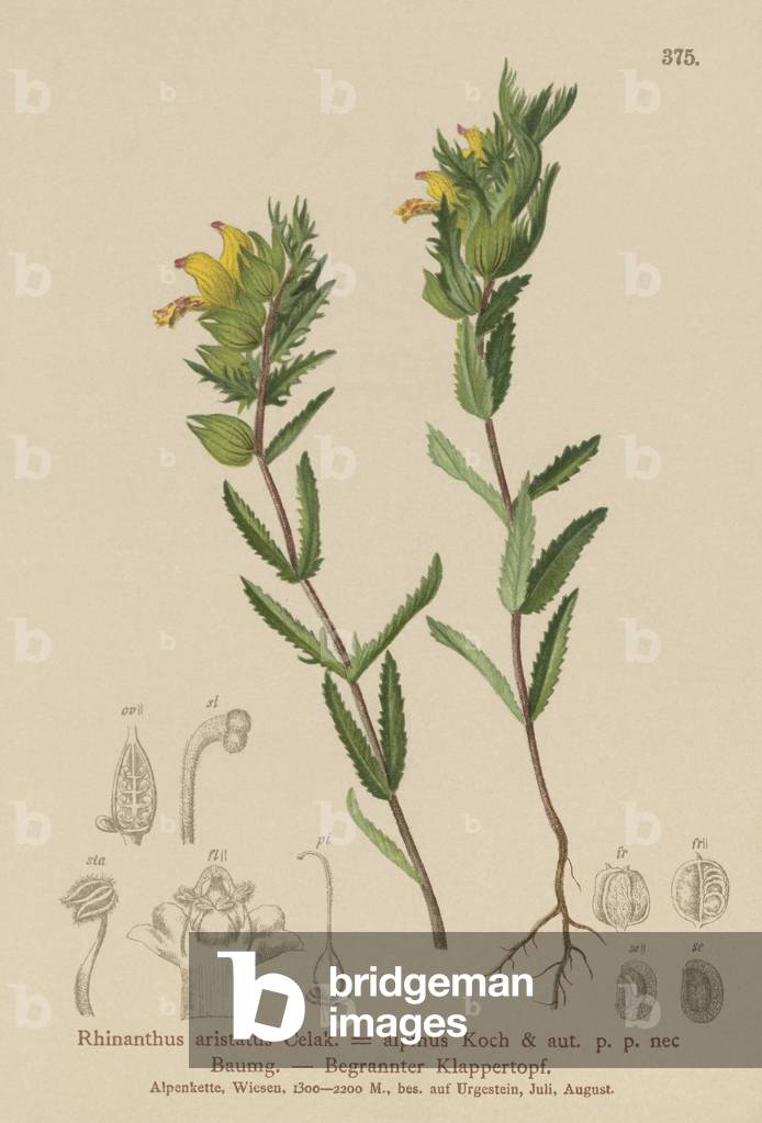 Hairy Yellow Rattle  (Rhinanthus aristatus, Rhinanthus alpinus) (colour litho)