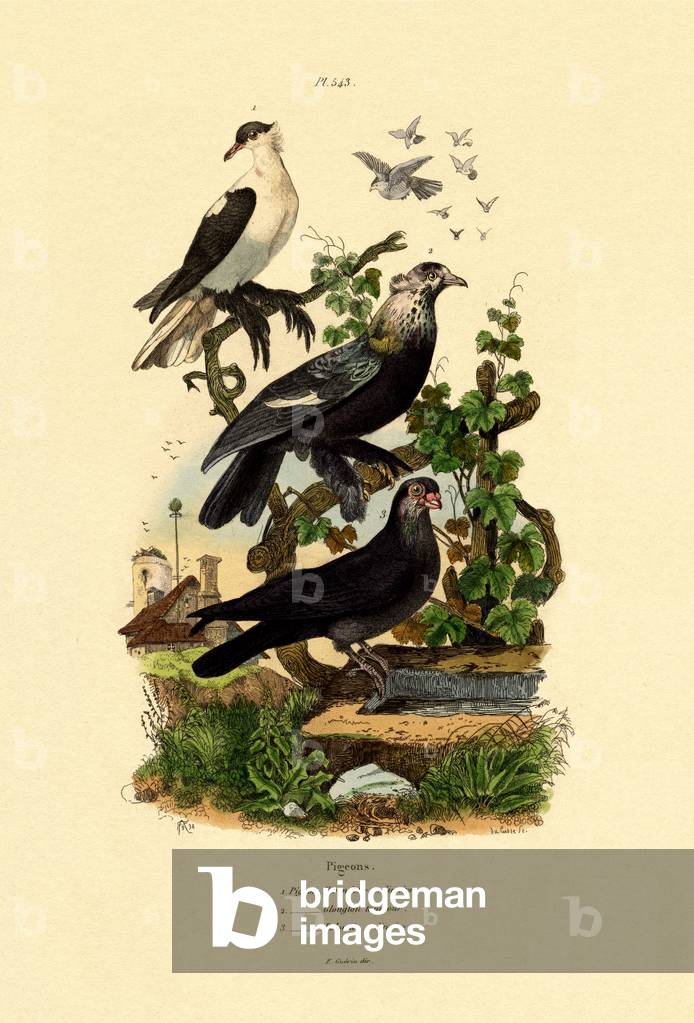Pigeons, 1833-39 (coloured engraving)