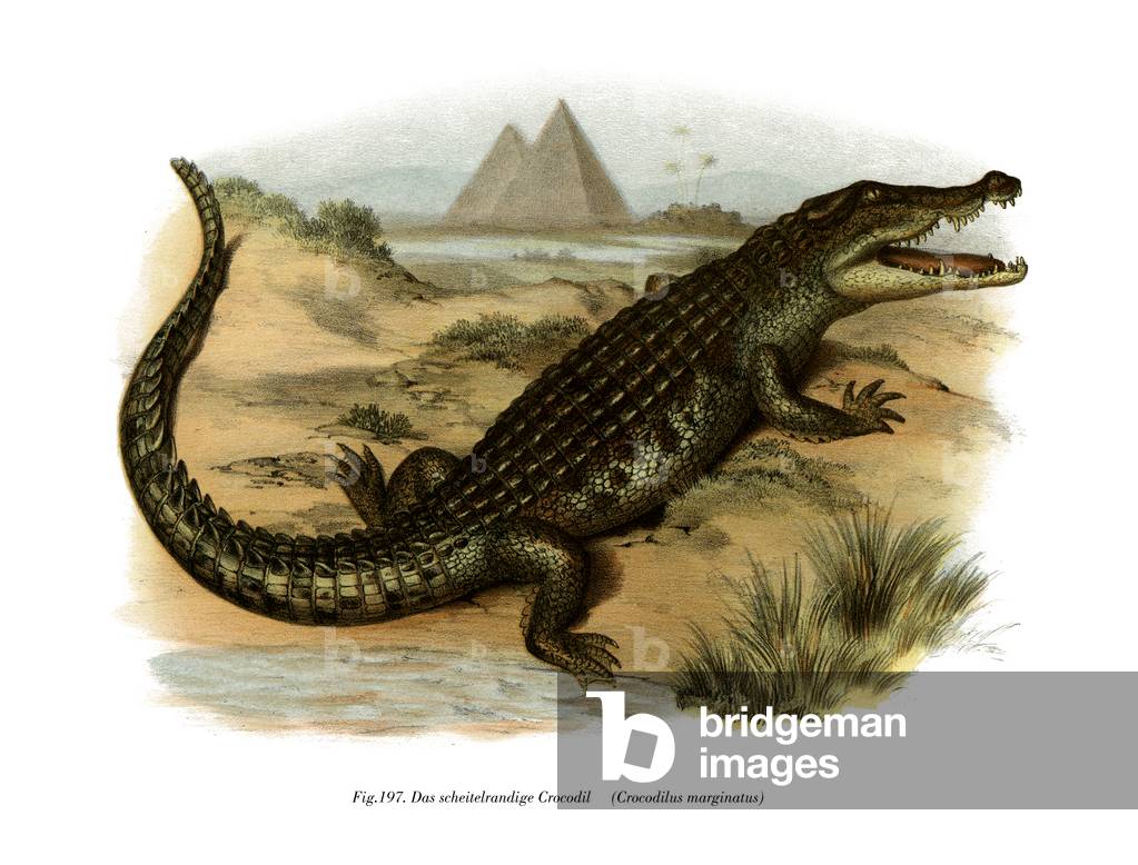Nile Crocodile (colour litho)