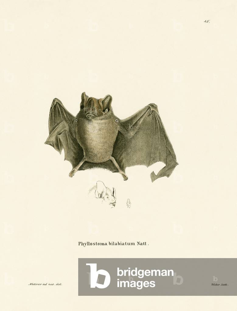 Ipanema Bat (coloured engraving)