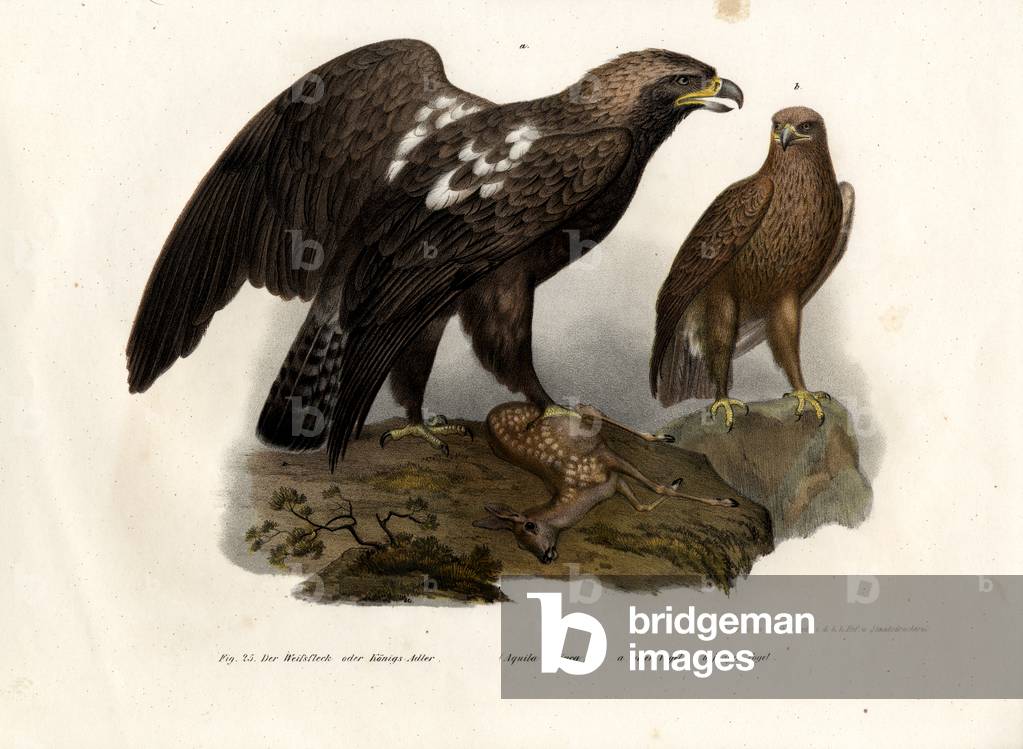 Eastern Imperial Eagle, 1864 (colour litho)