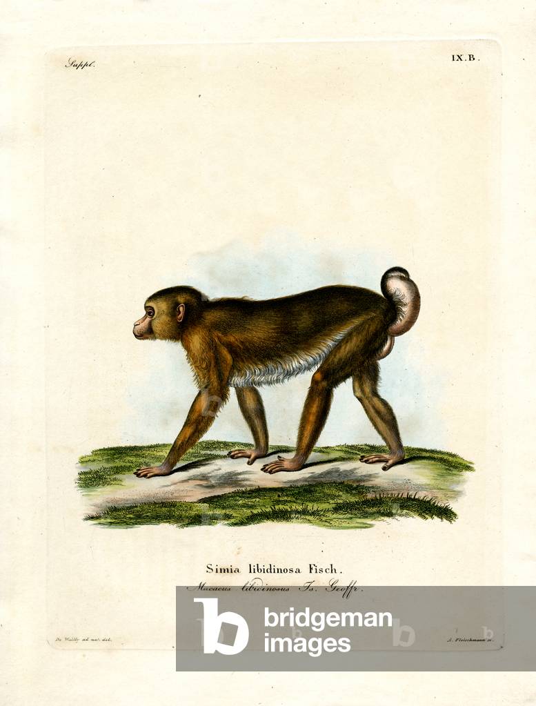 Pig-tailed Macaque (coloured engraving)
