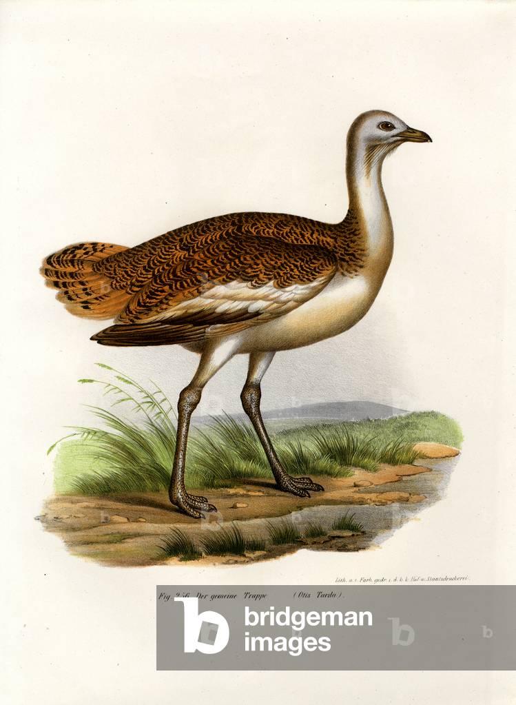 Great Bustard, 1864 (colour litho)