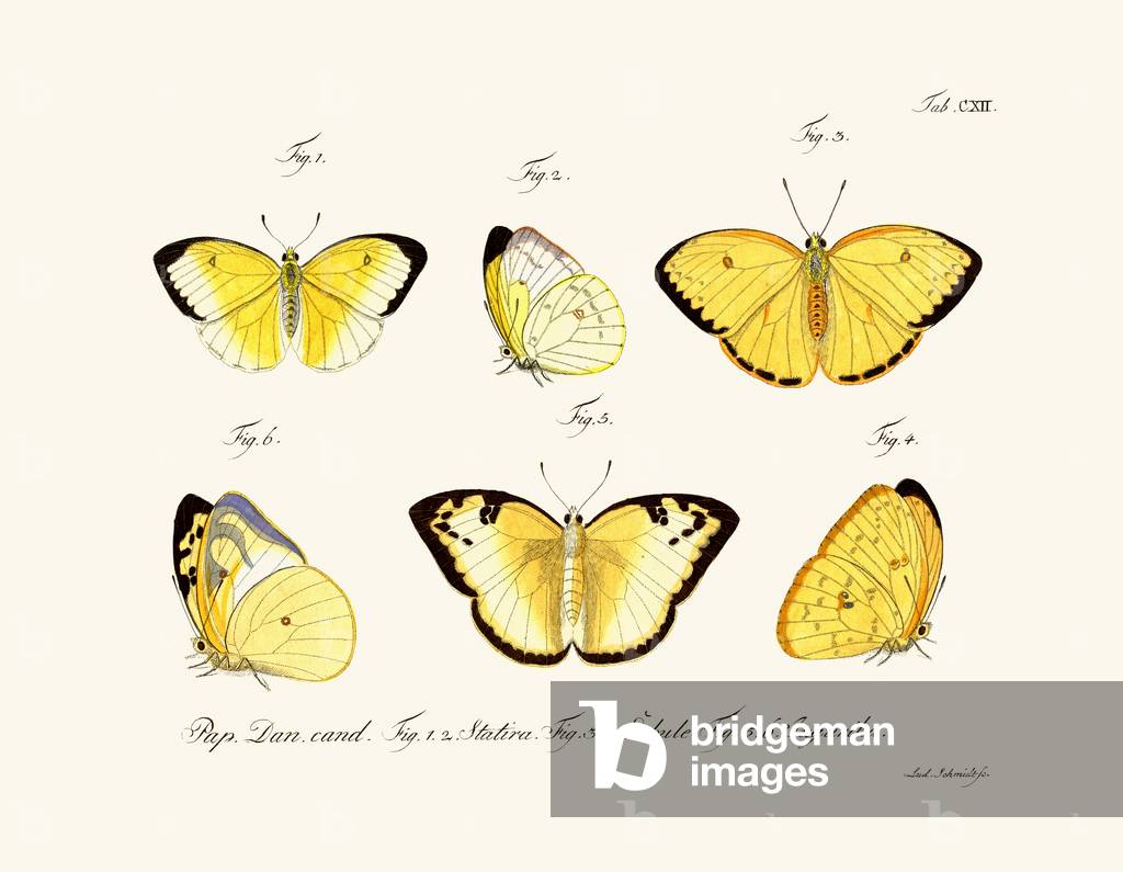 Butterflies, 1783-1806 (coloured engraving)
