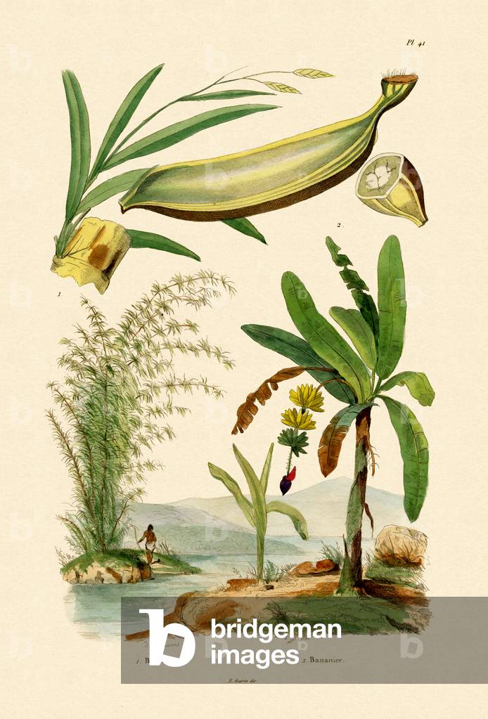 Bamboo, 1833-39 (coloured engraving)