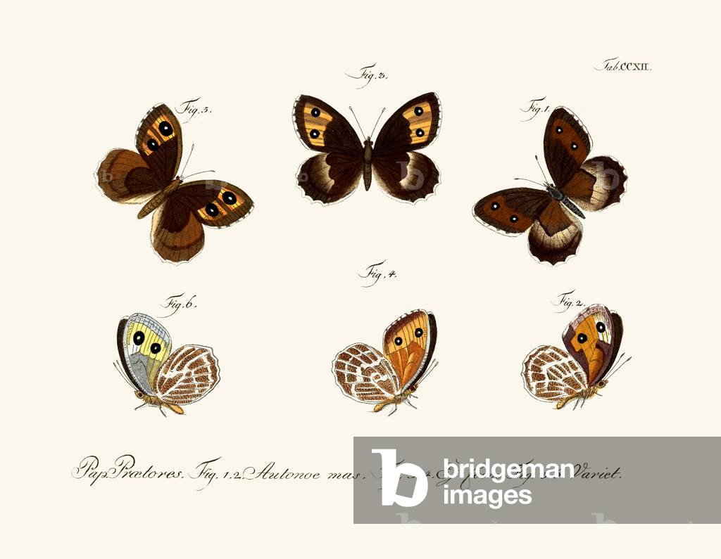 Butterflies, 1783-1806 (coloured engraving)