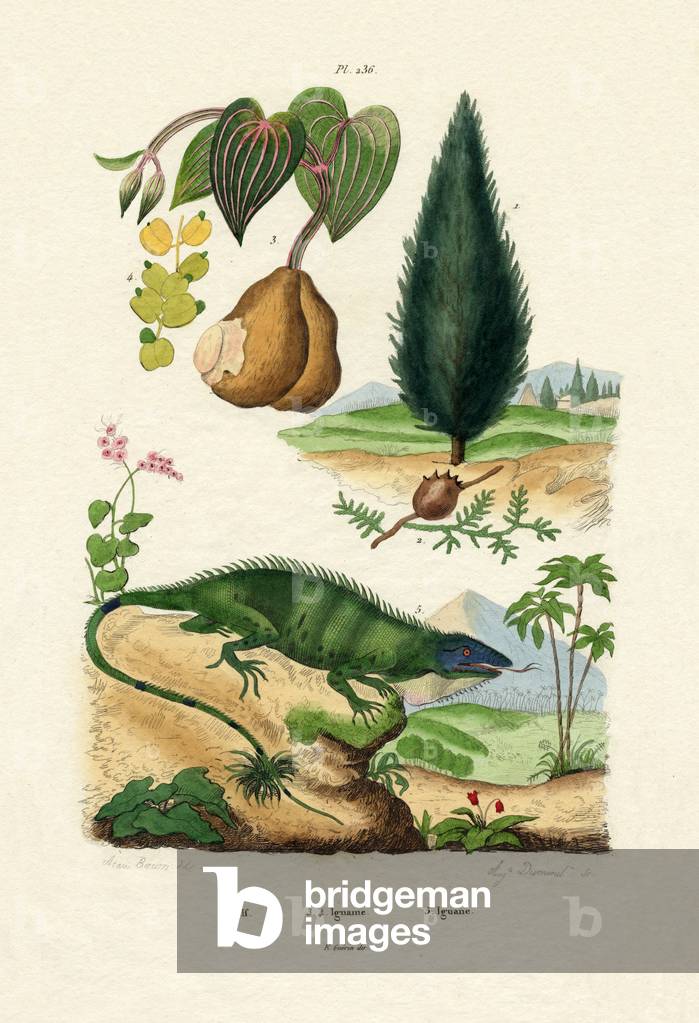 European Yew, 1833-39 (coloured engraving)