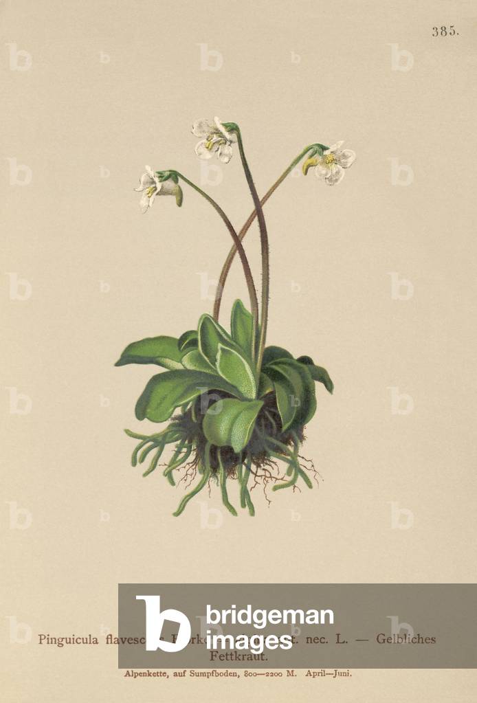 Alpine Butterwort (Pinguicula flavescens, Pinguicula alpina) (colour litho)