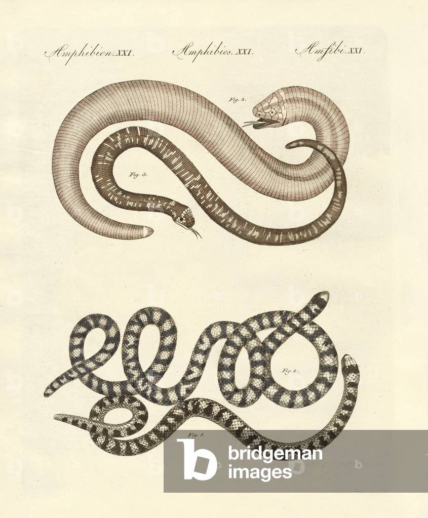 Different kinds of snake (coloured engraving)