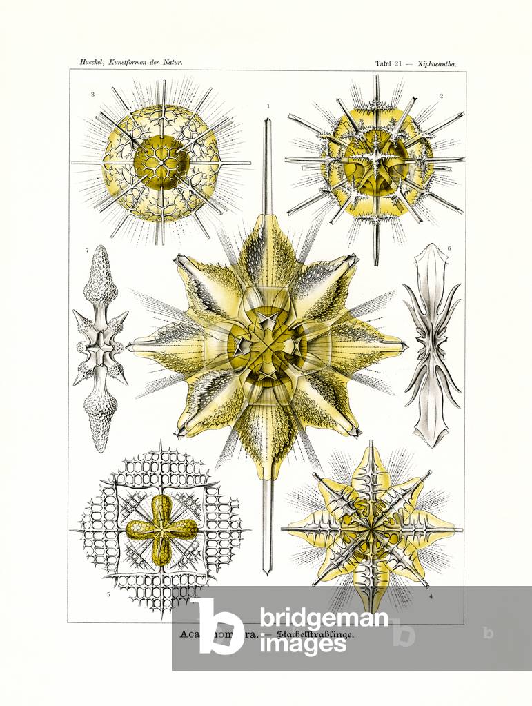 Acanthometra, 1899-1904 (colour litho)