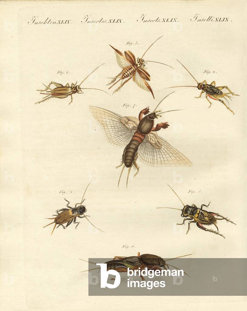 Different kinds of local crickets (coloured engraving)