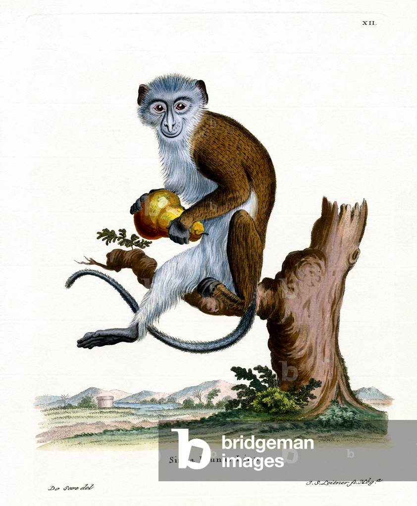 Diana Monkey (coloured engraving)