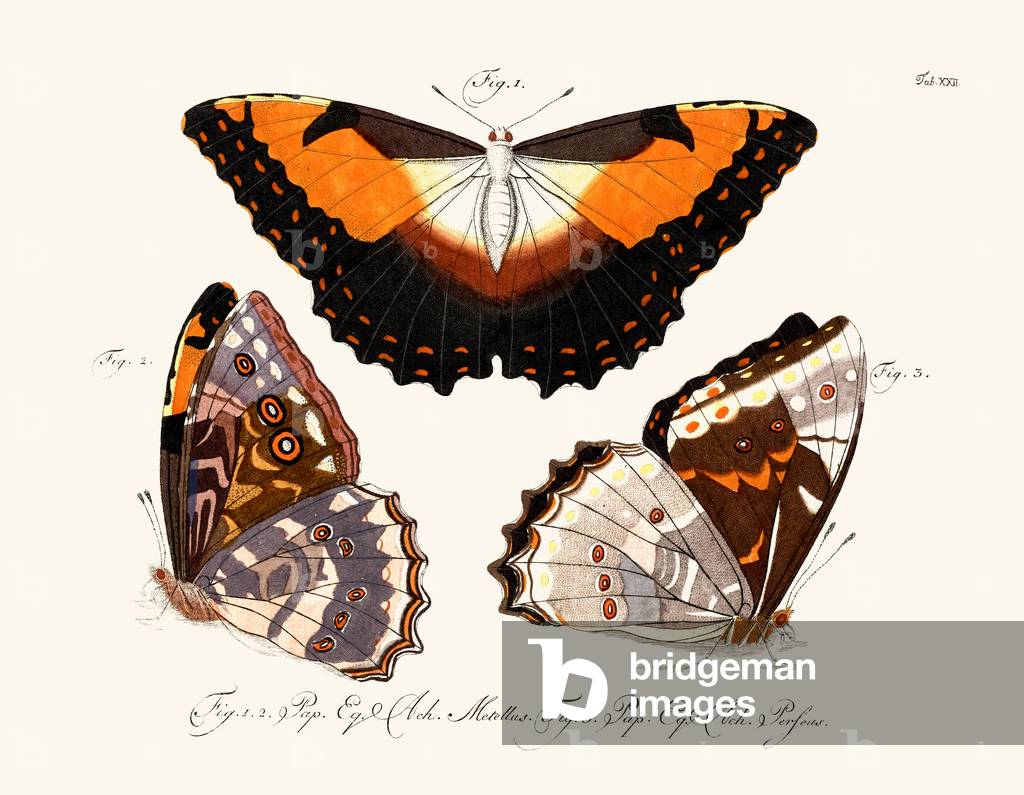 Butterflies, 1783-1806 (coloured engraving)