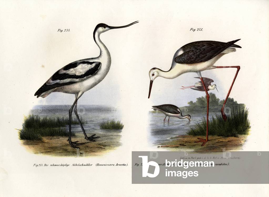 Pied Avocet, 1864 (colour litho)
