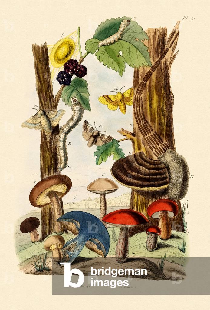 Mushrooms, 1833-39 (coloured engraving)