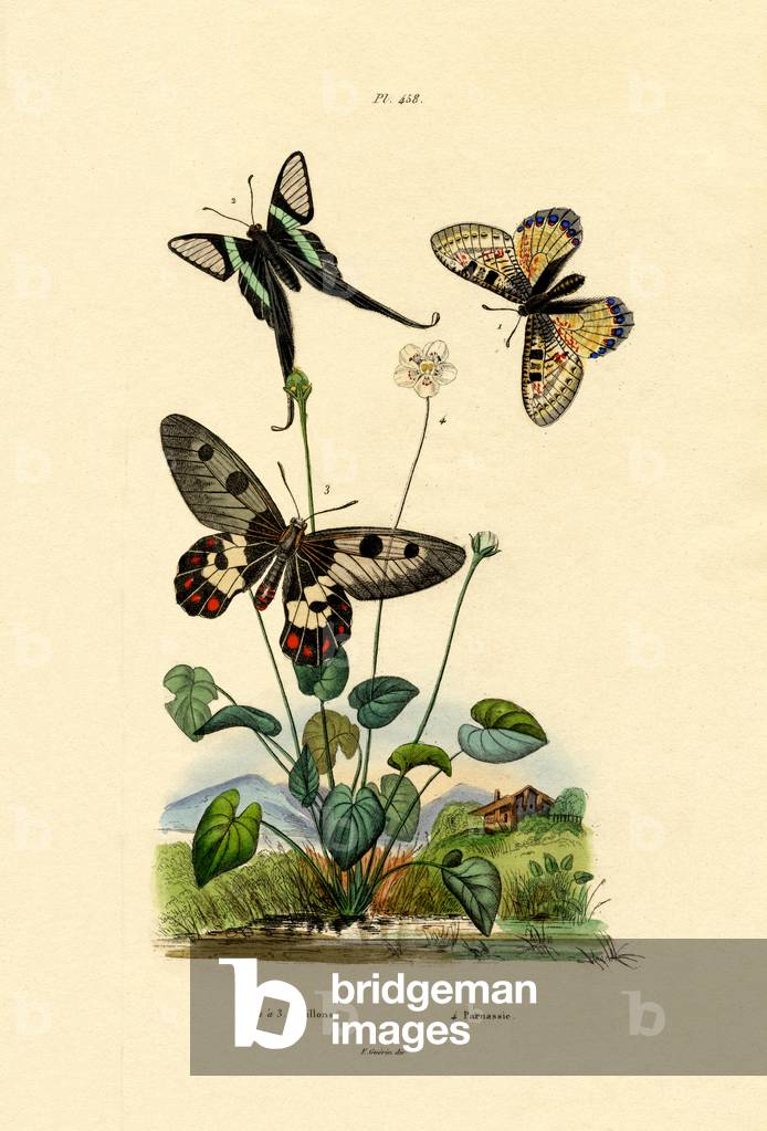 False Apollo, 1833-39 (coloured engraving)