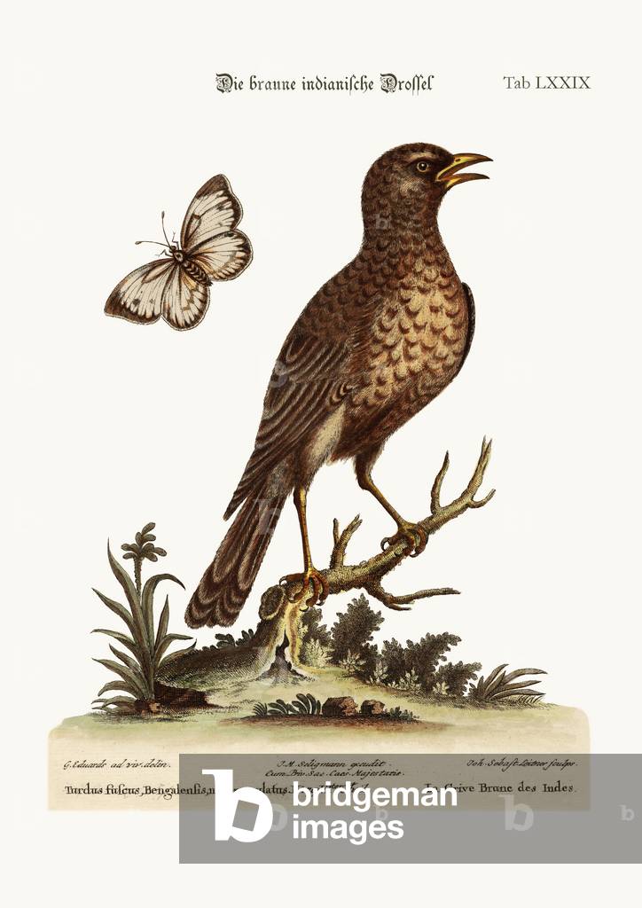 The Brown Indian Thrush, 1749-73 (coloured engraving)