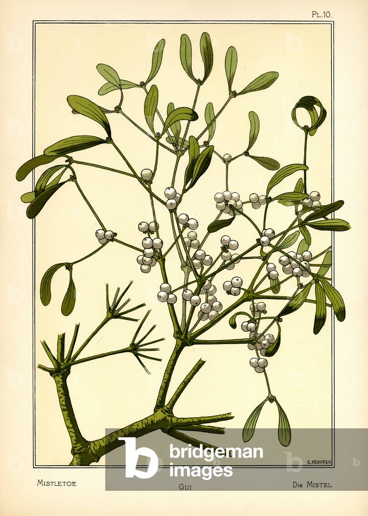 The Mistletoe (colour litho)