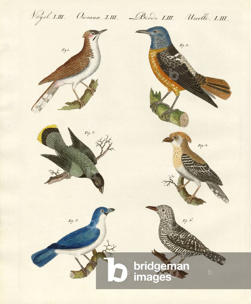Kinds of shrikes -- or red-backed shrikes (coloured engraving)