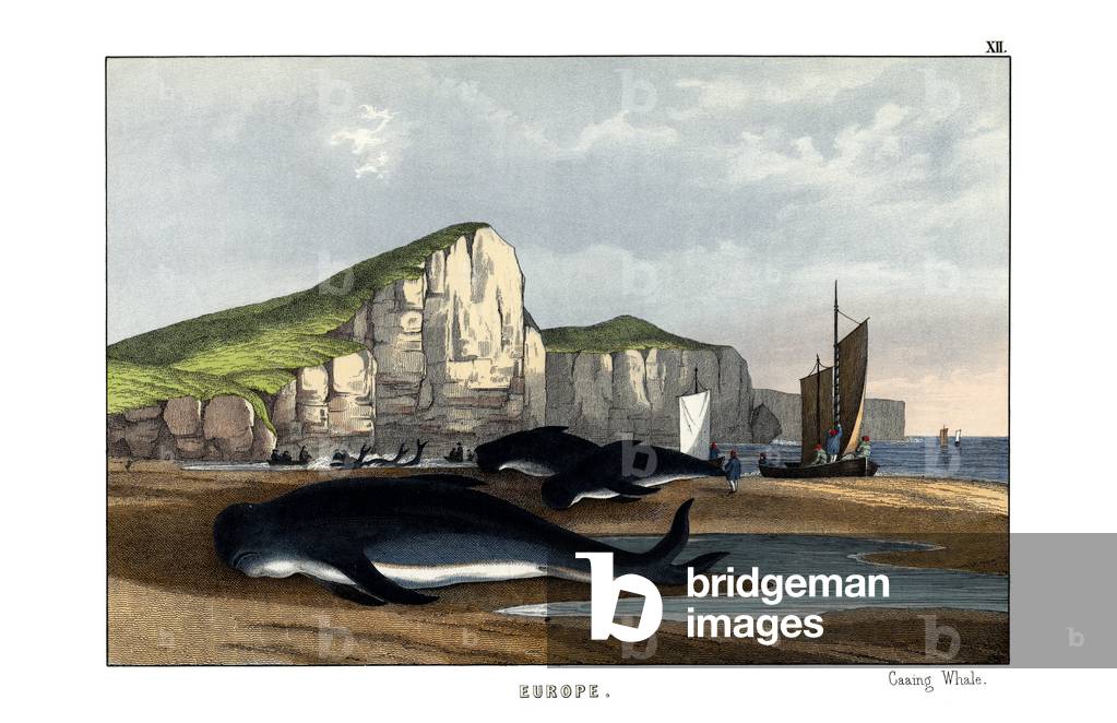 Caa'ing Whale, 1860 (colour litho)