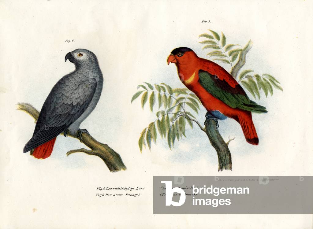 Purple-naped Lory, 1864 (colour litho)