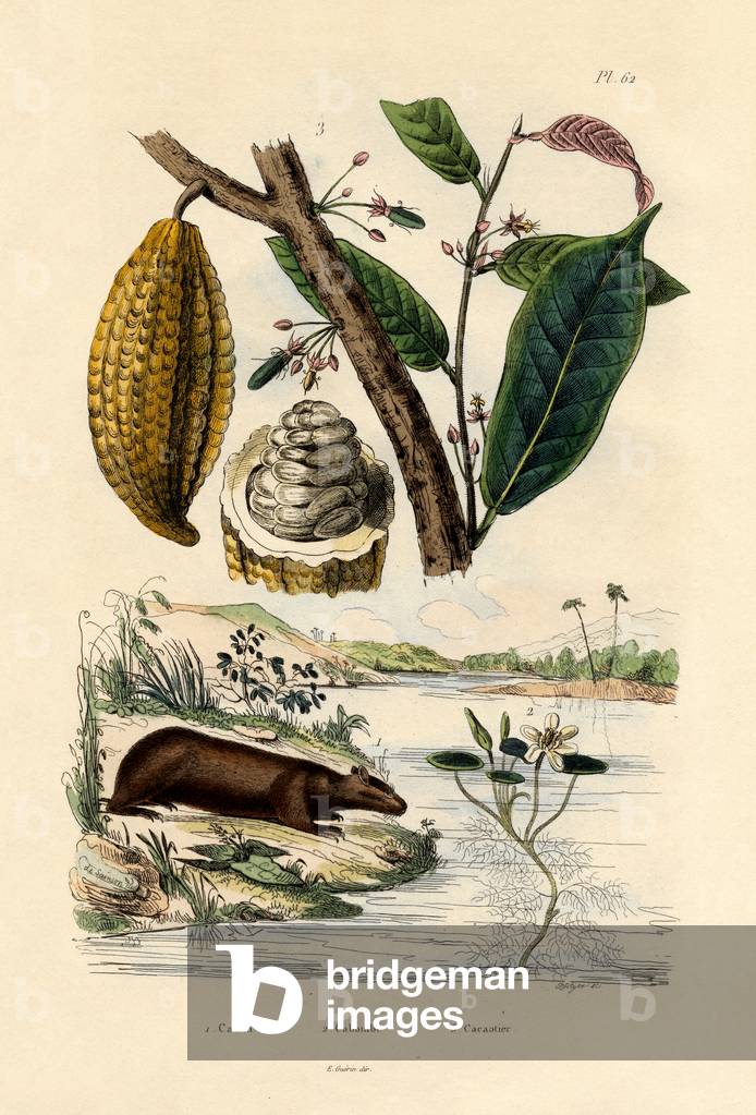Capybara, 1833-39 (coloured engraving)
