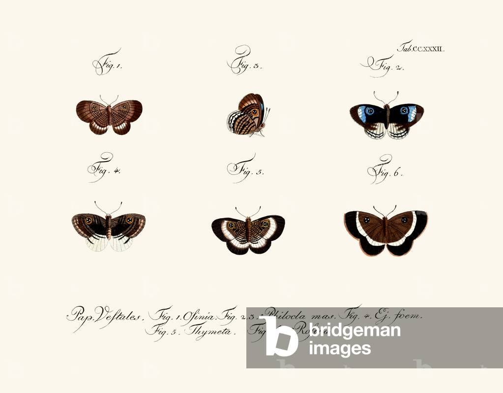Butterflies, 1783-1806 (coloured engraving)