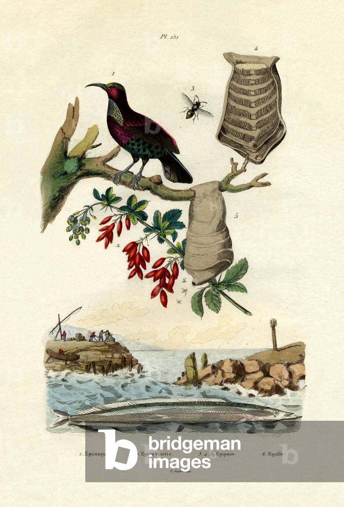 Bird of Paradise, 1833-39 (coloured engraving)
