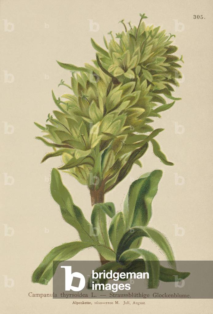 Yellow Bellflower (Campanula thyrsoidea, Campanula thyrsoides, Campanula macrorhiza) (colour litho)