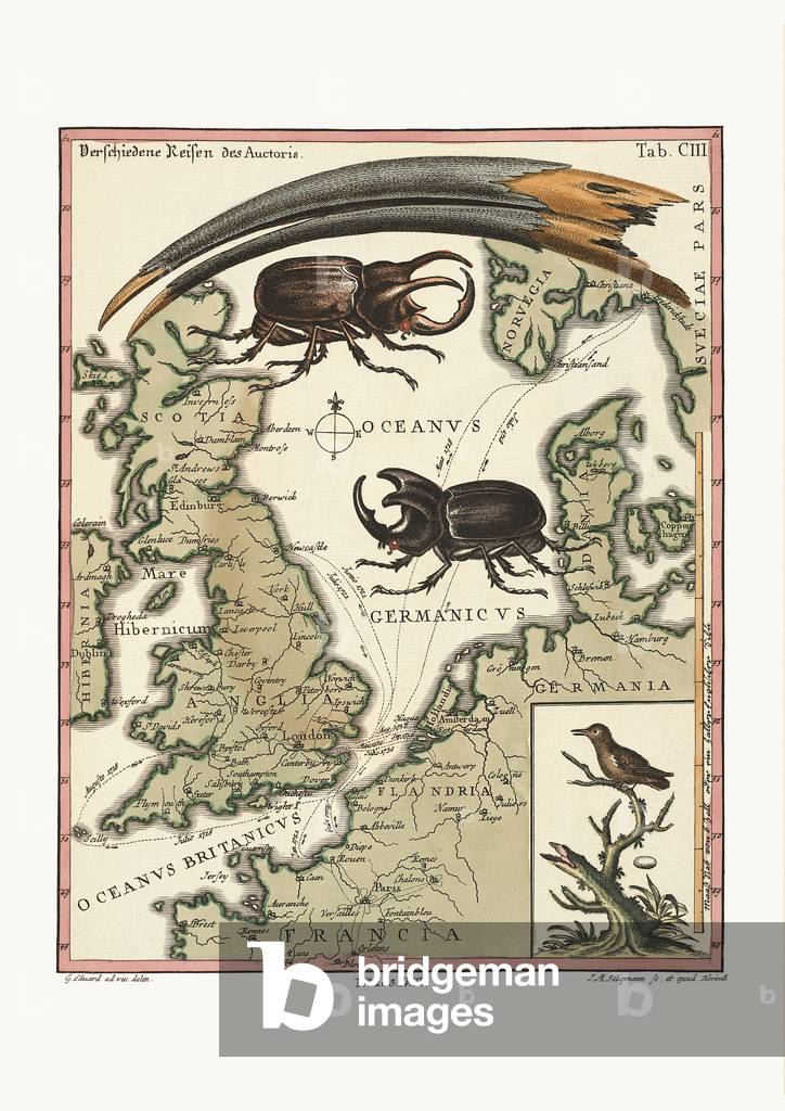 The Bill of the Aegyptian Ibis and the least Hummingbird, 1749-73 (coloured engraving)