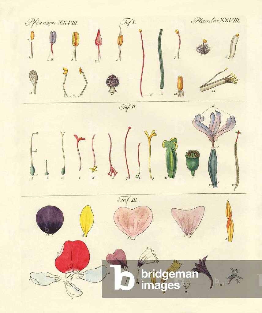 Single flower parts (coloured engraving)