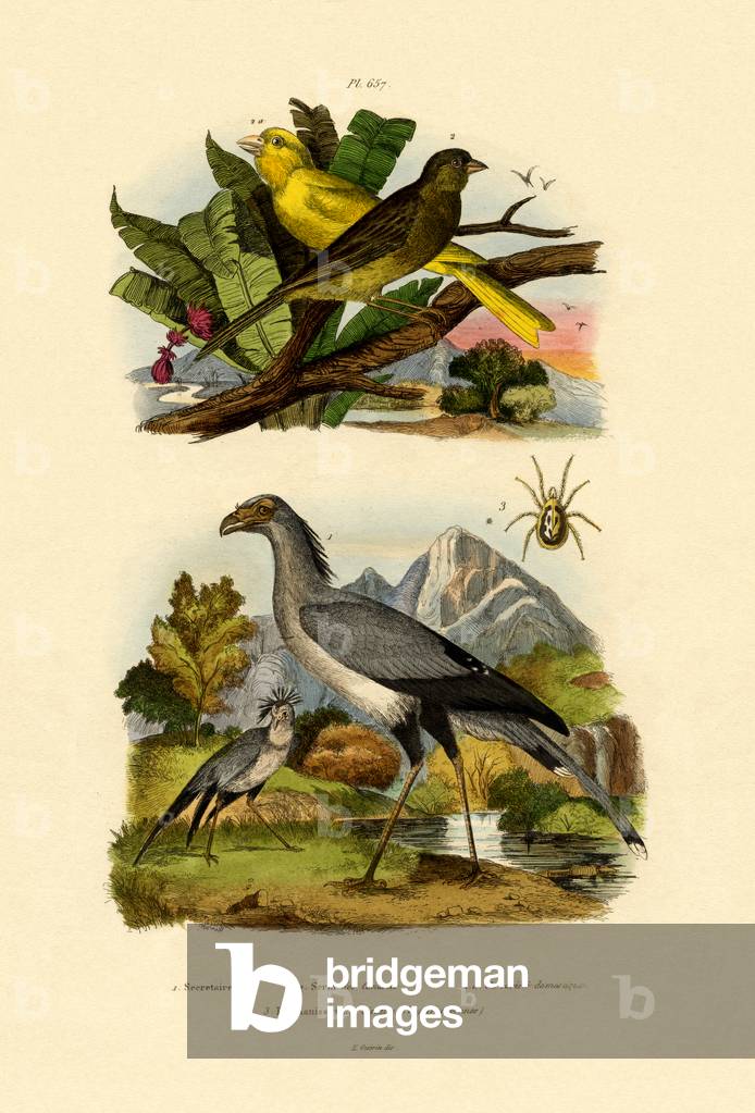 Bird Mite, 1833-39 (coloured engraving)