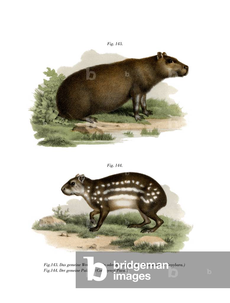 Capybara, 1860 (colour litho)