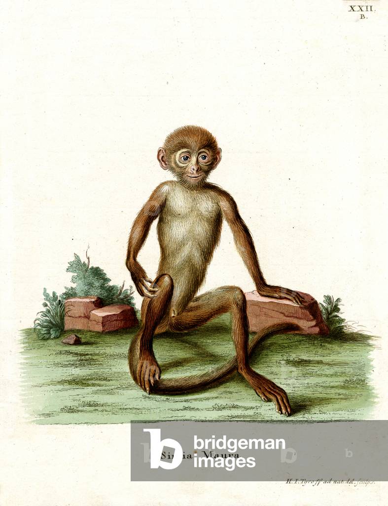 Rhesus Macaque (coloured engraving)