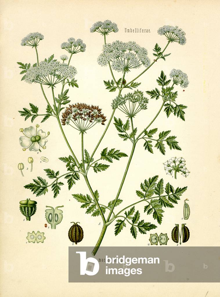 Hemlock (colour litho)