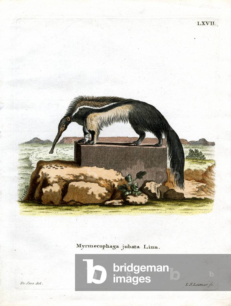 Giant Anteater (coloured engraving)